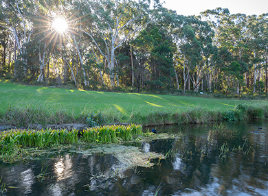 A landscape image of a creek flowing past a bank with lush, green grass.