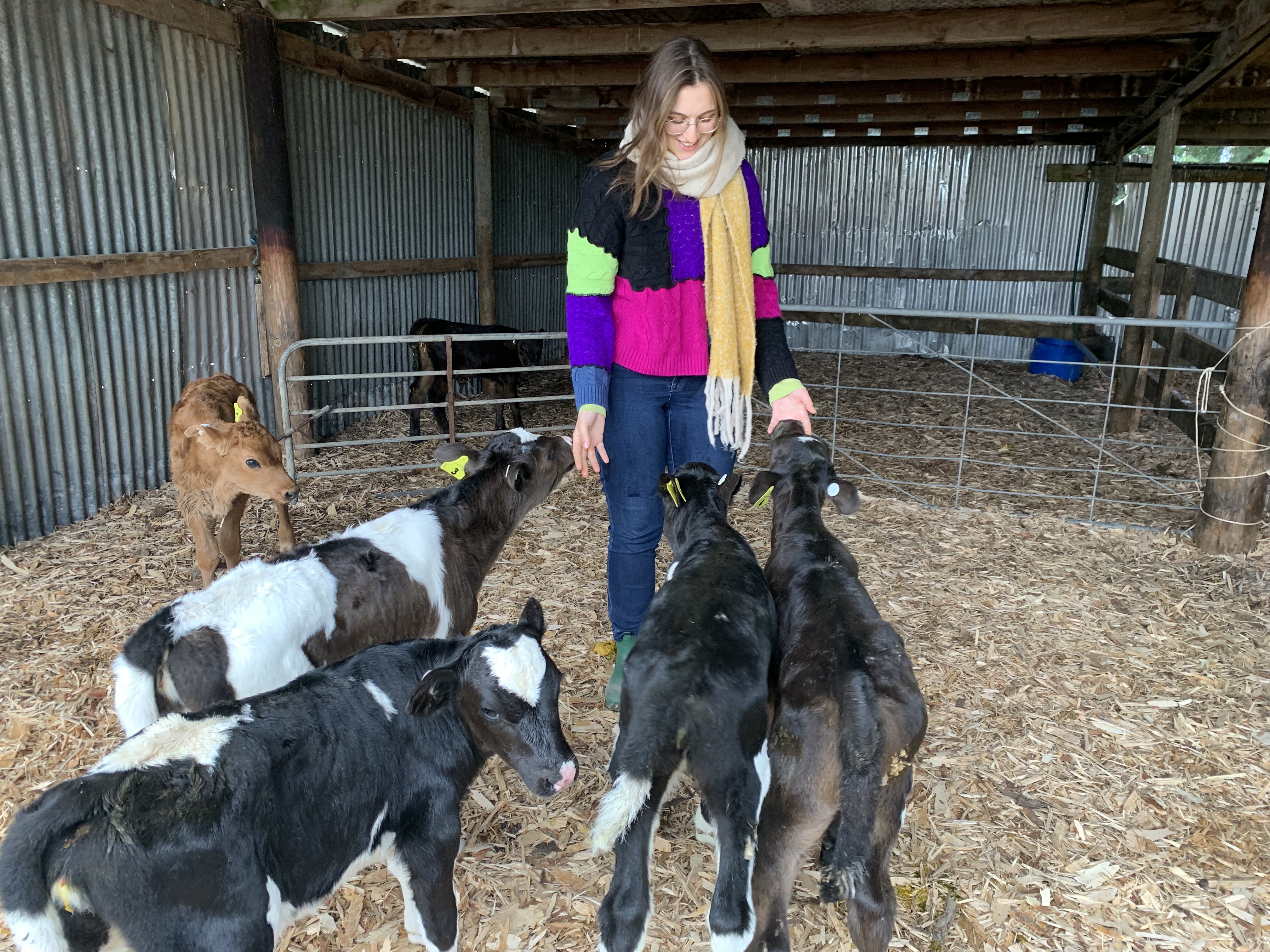 Milena Bojovic wearing a jumper and scarf, surrounded by calves on a fieldwork trip to Aotearoa New Zealand