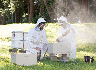 Two researchers with bees