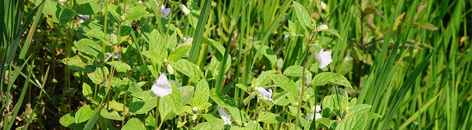 A close up of green grass and plants with pale pink flowers