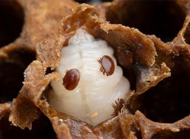 mite parasite close up
