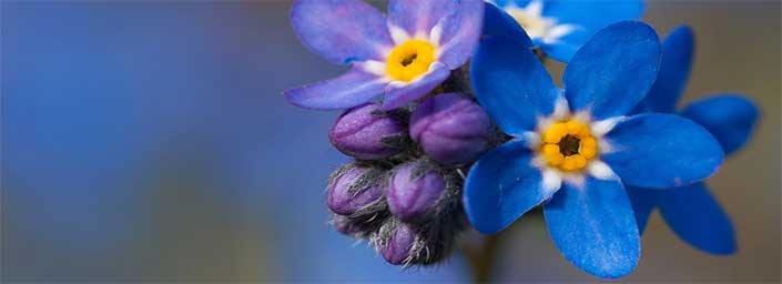 A selection of small blue and purple flowers with yellow centres, and some purple bulbs