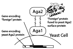 Yeast Display