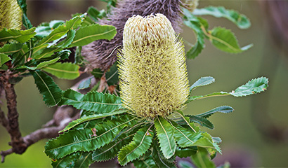 Banksia