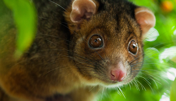 Possum