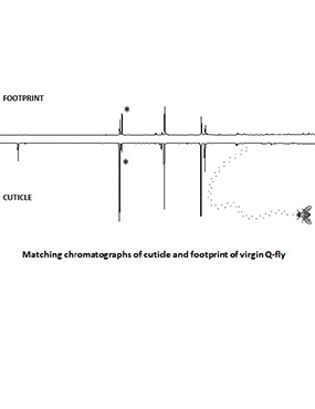 footprint cuticle match virgin fly APSF diagram