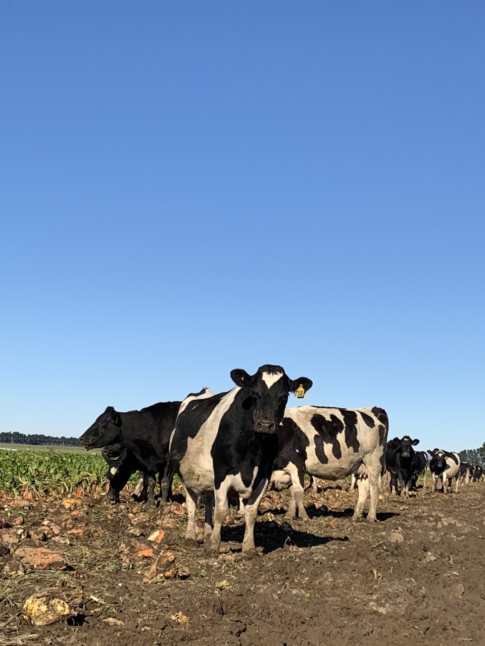 Frisian cows in a field in Aotearoa New Zealand
