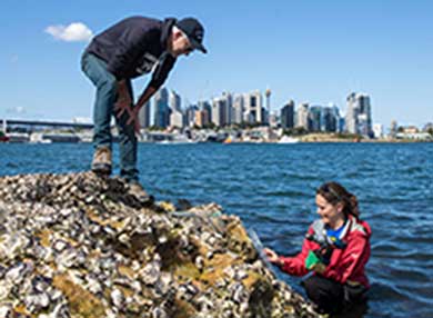 Two researchers working off a sea wall in Sydney harbour