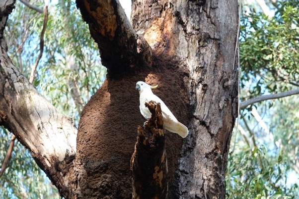 An australian cockatoo in a native tree