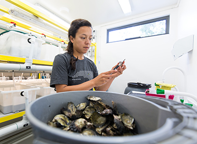 A member of the research team stands in a laboratory, measuring an oyster.