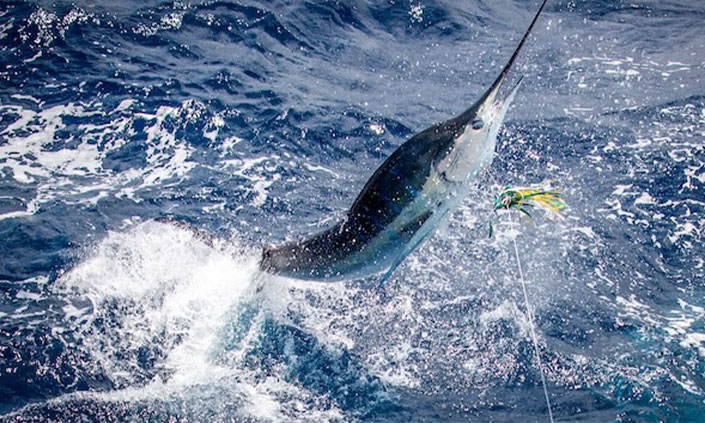 Marlin jumping out of ocean with fishing line attached