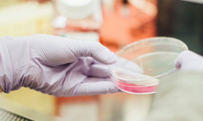 Petri dish held by 2 hands with gloves with purple sample inside