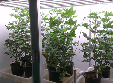 Half a dozen cotton plants in a growth cabinet.