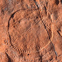 Dickinsonia Rawnsley Qtzite loc, Brachina Gorge, Wilpena