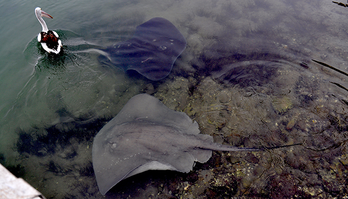 Two stingrays