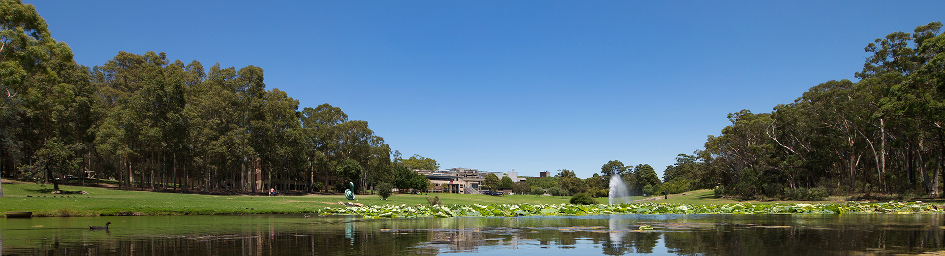 View of the lake and surrounding grounds of Macquarie University
