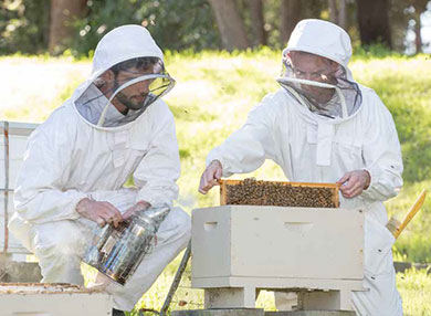 Two researchers in protective bee outfits.