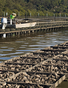 Rows of oyster baskets exposed at low tide. An oyster farmer tends to them from a metal dinghy.