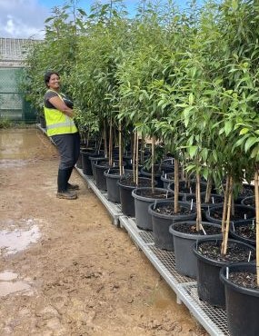 Post Doc Samiya checks plants at ABFMA Nursery