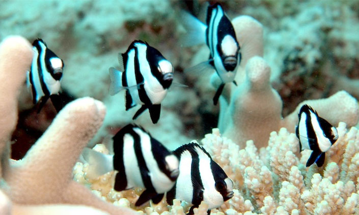 5 damselfish fish striped black and white swimming through coral