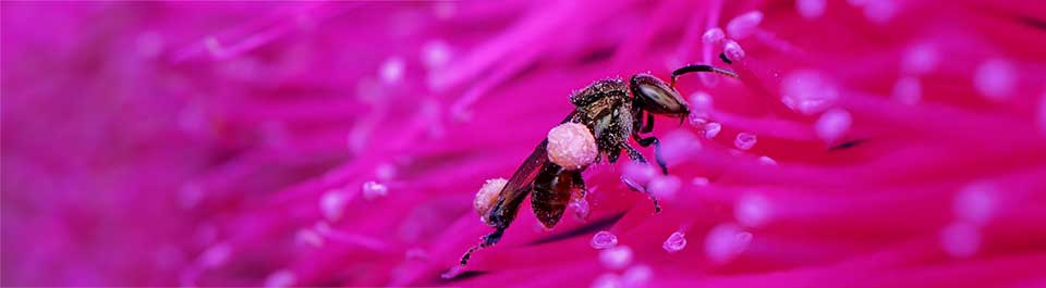 A bee collecting pollen from a pink flower.