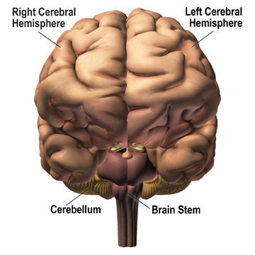 Brain front