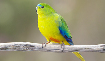 Orange belly parrot