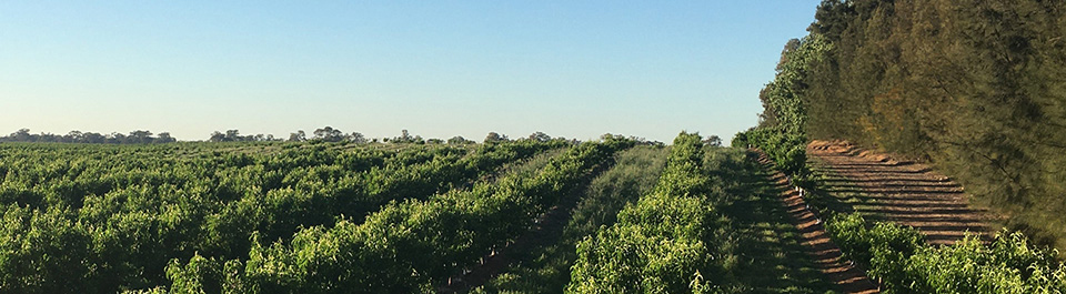 A crop field