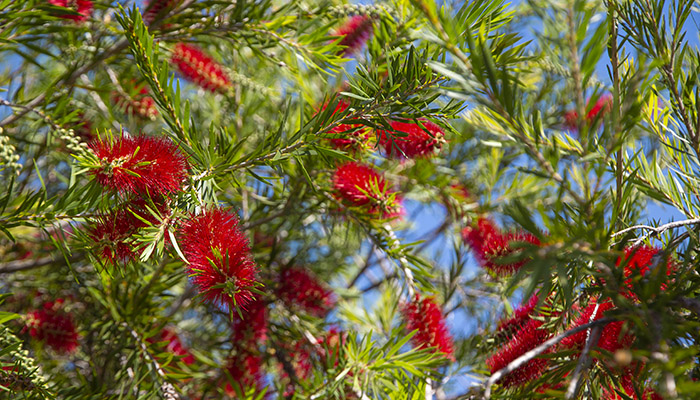 Bottle Brush