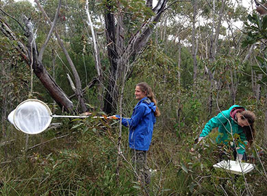 Students catching insects at Stanwell Tops.