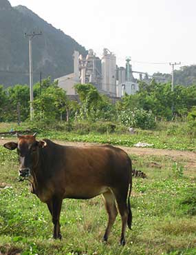A cow in front of a factory