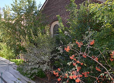 A variety of leafy trees and plants, one with small orange flowers. They are growing well and partially obscuring a brick building.