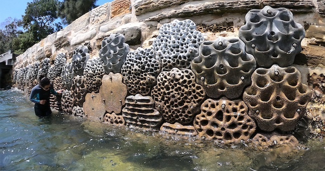 Living Seawall installation in Sydney Harbour