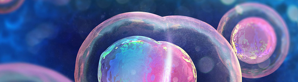 Two cells, iridescent as soap bubbles, float in a blue void. One is spherical and the other is indented where it is beginning to divide.
