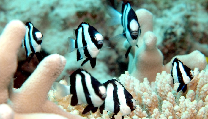 Humbug damselfish  (Dascyllus aruanus)