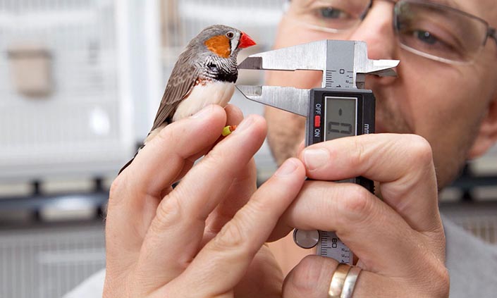 Man observing small bird