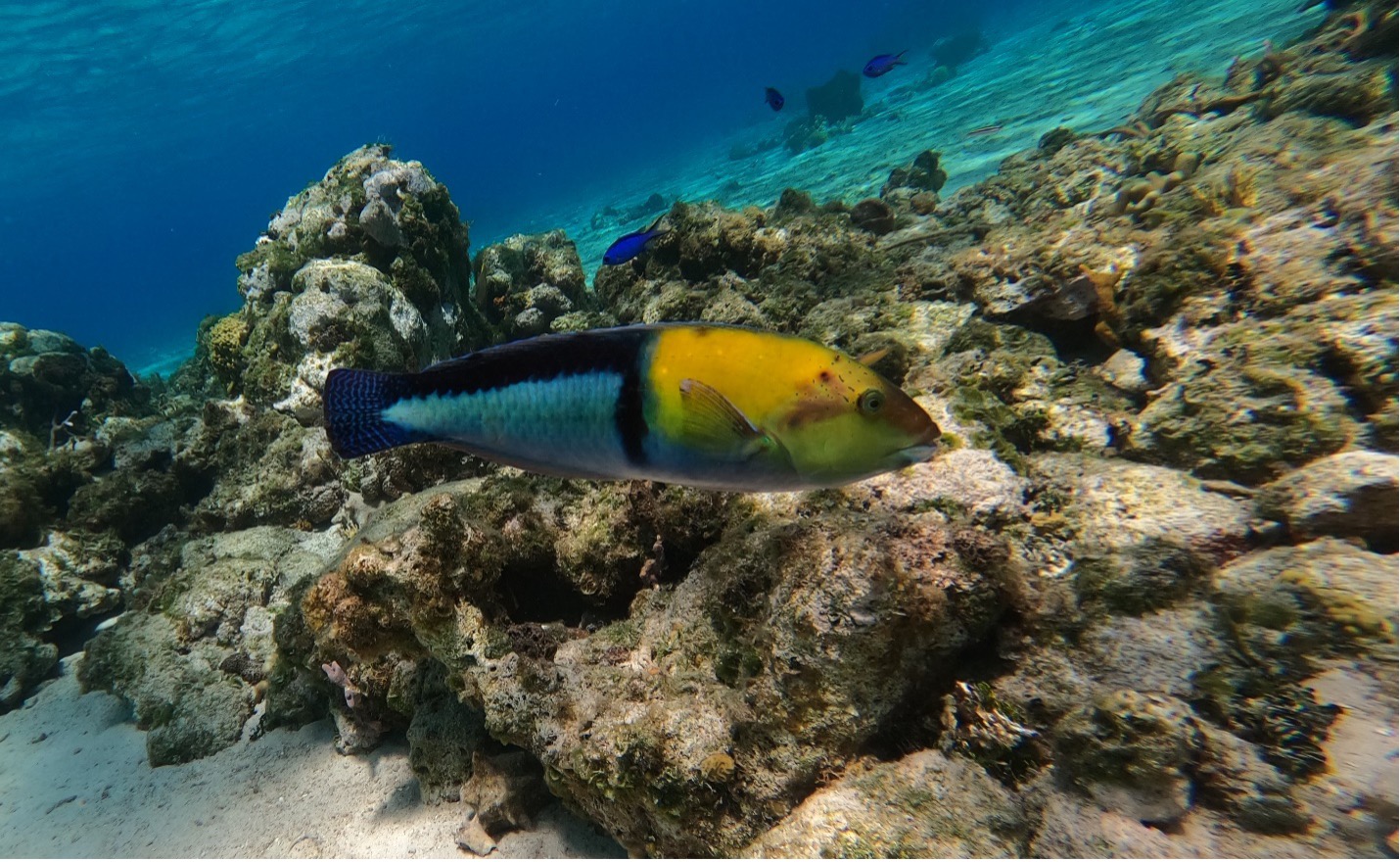 Yellow head wrasse