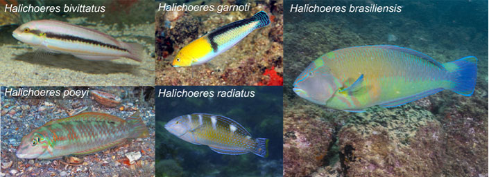 5 Individual photos of different wrasse species