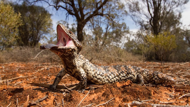 Sleepy Lizard on red dirt in aggressive stance with mouth open and tongue out