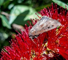 Bottlebrush and Bogon Moths
