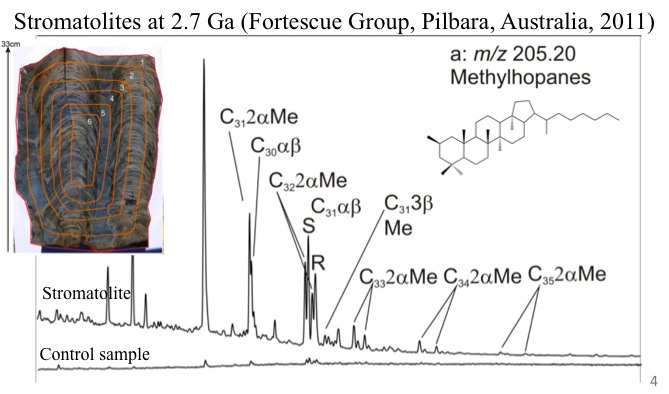 Methyl-hopanes-in-stromatolites
