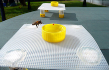 bee set up