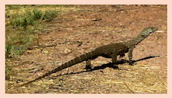 smaller perentie