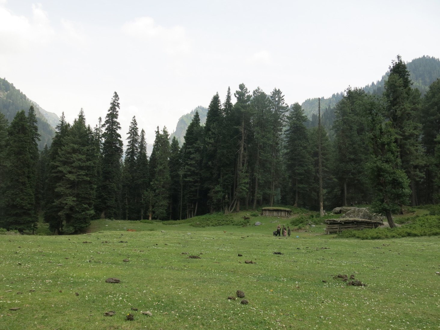 An image of a grassy field with pine trees 