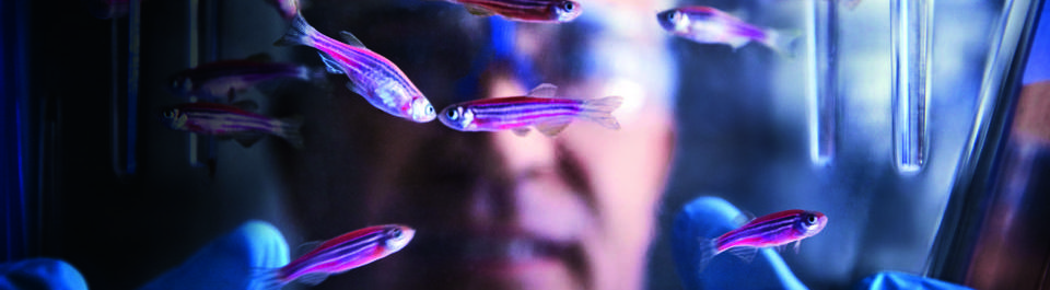 A researcher's face seen through a glass tank of zebra fish
