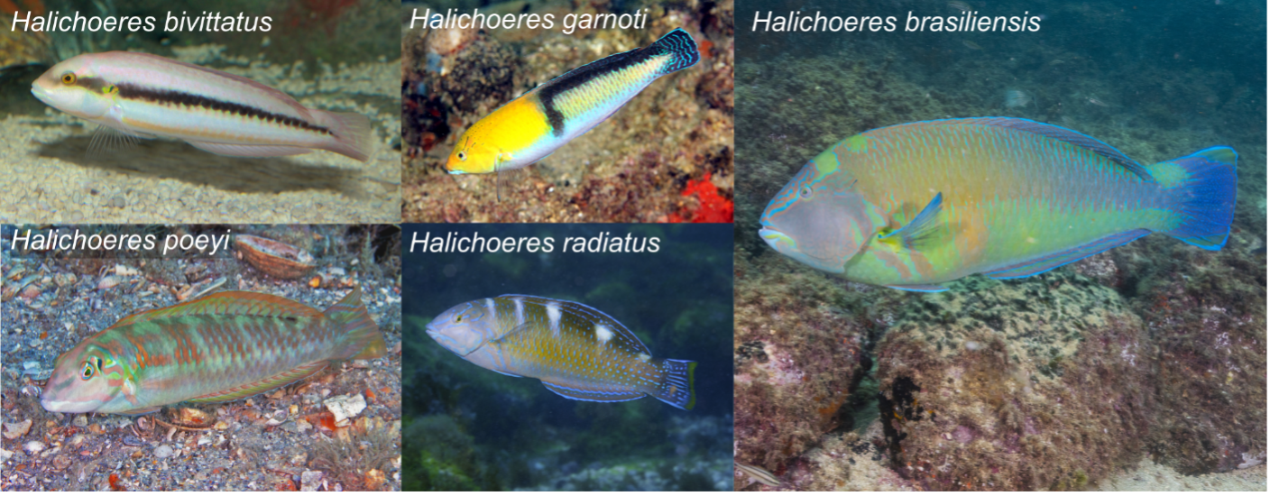 All species of Wrasse that use tools