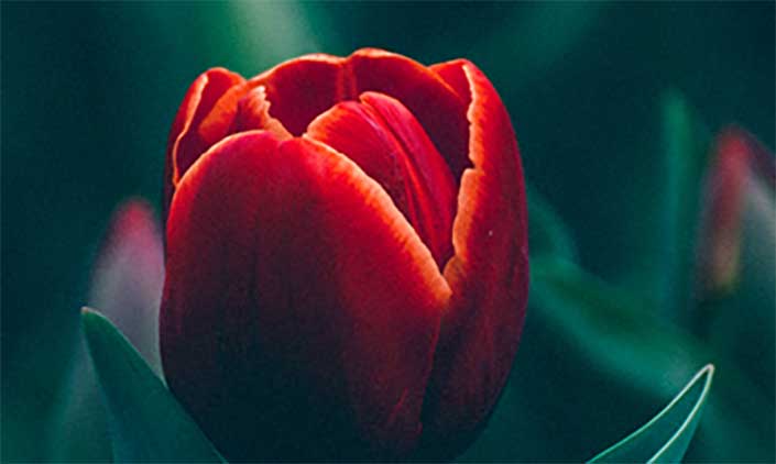 A red daffodil