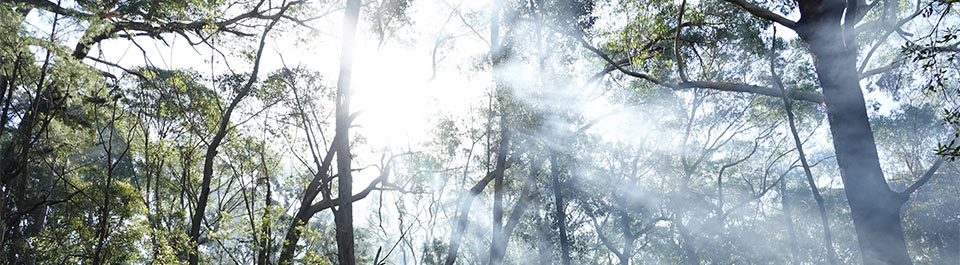 Sun shining through a treescape