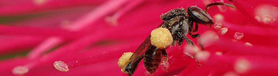 A bee collecting pollen from a pink flower.