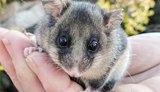 Mountain pygmy possum. Credit: Mel Schroder / OEH